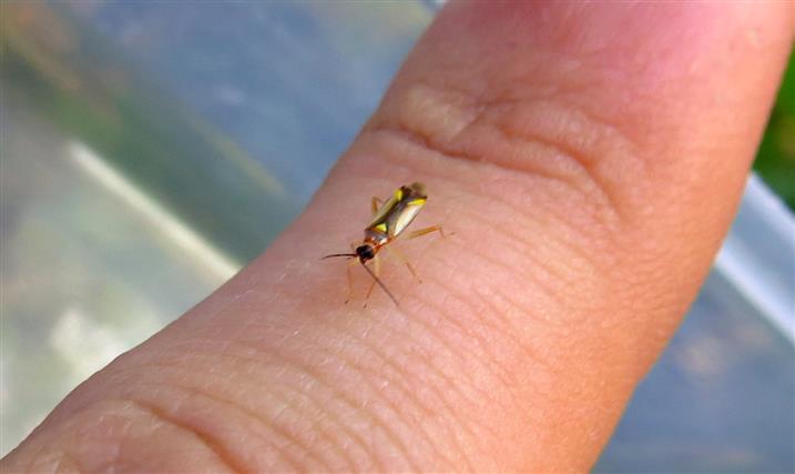 Miridae: Campyloneura virgula